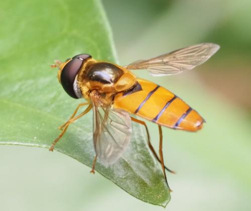 Asarkina sp.